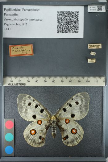 Media type: image;   Entomology 175135